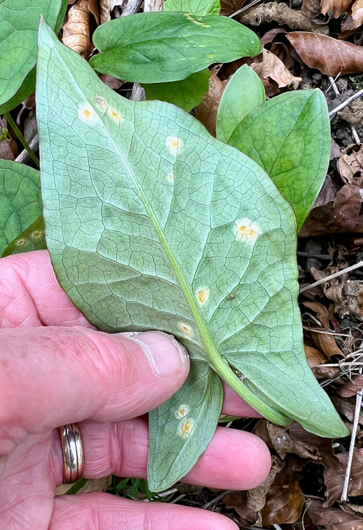 Photo by Neil Fletcher Puccinia sessilis by Neil Fletcher